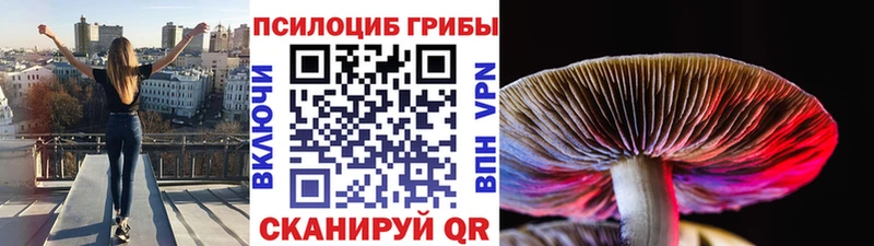 Купить  Богородск  Псилоцибиновые грибы Psilocybine cubensis 